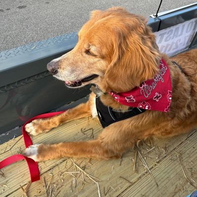 max on gray tandem utility trailer